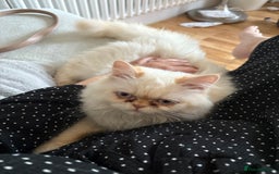Persian cats for sale: Playful, loving Persian kitten to be rehomed asap - Image 2