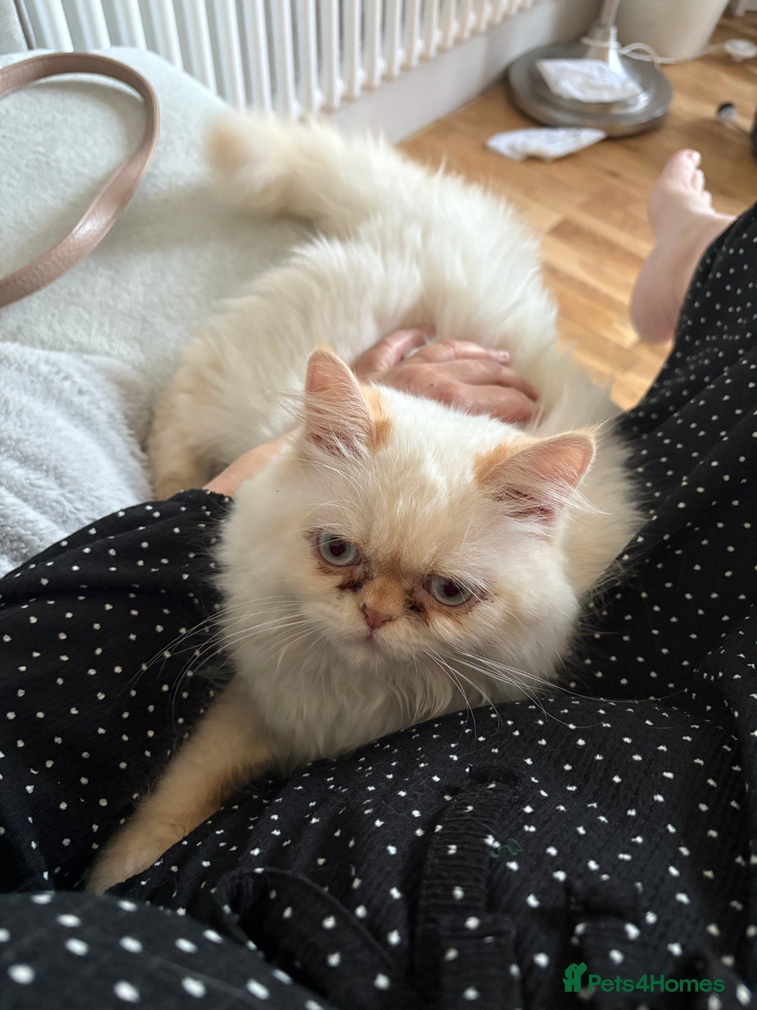 Persian cats for sale: Playful, loving Persian kitten to be rehomed asap - Image 2