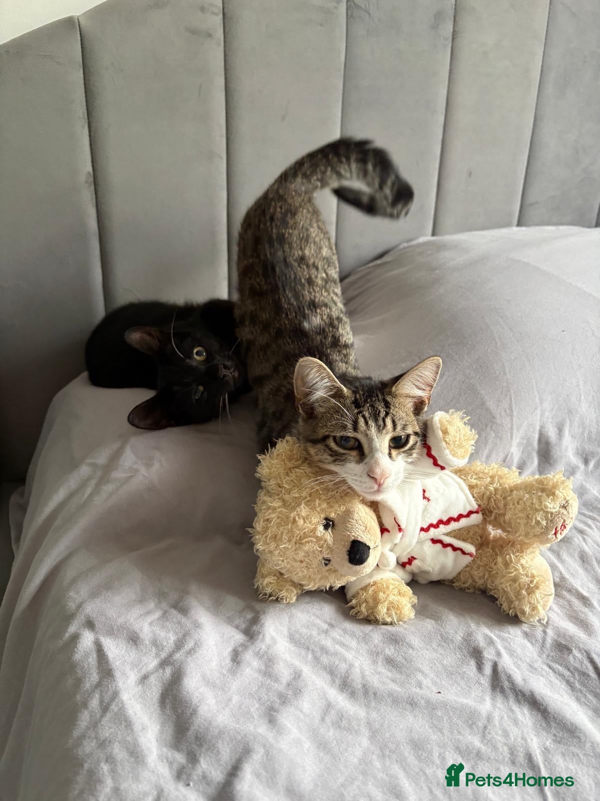 Mixed Breed cats Two bonded Boys - to go together  - Advert 2