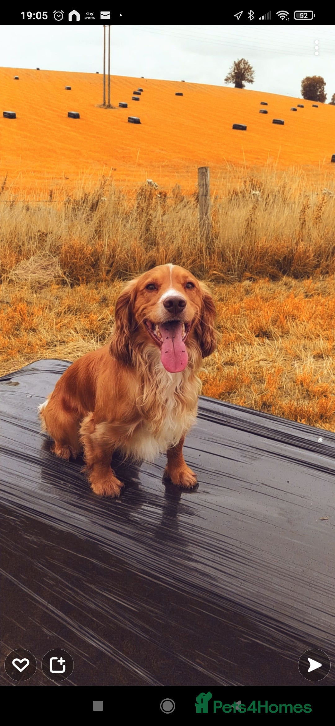 Cocker Spaniel dogs for stud: STUD working cocker (PROVEN) HEALTH TESTED! in Sutton-in-Ashfield - Advert 4