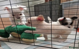 Chihuahua dogs for sale: Chihuahuas puppy's   - Image 25
