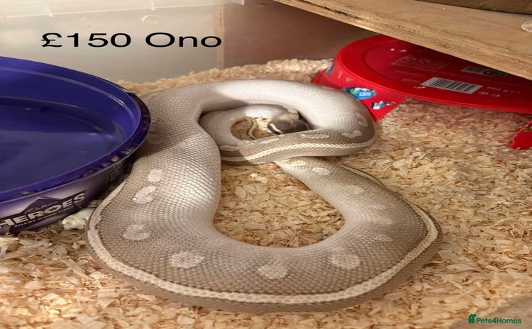 Python Snake reptiles Ball pythons  - Advert 1