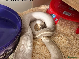 Python Snake reptiles Ball pythons - Advert 15