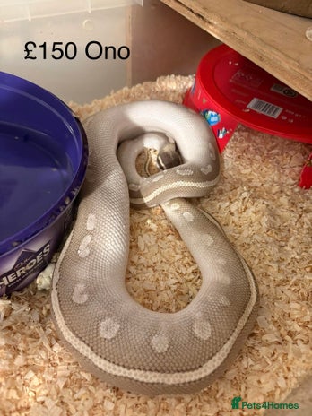 Python Snake reptiles Ball pythons - Advert 1