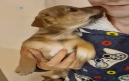 Mixed Breed dogs for sale: Beautiful Patterdale × Jack Chi Puppies - Image 8