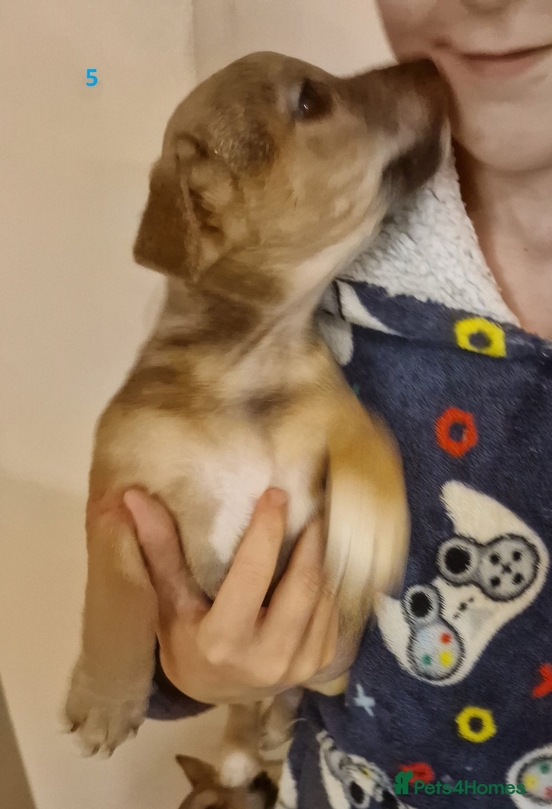 Mixed Breed dogs for sale: Beautiful Patterdale × Jack Chi Puppies - Image 8