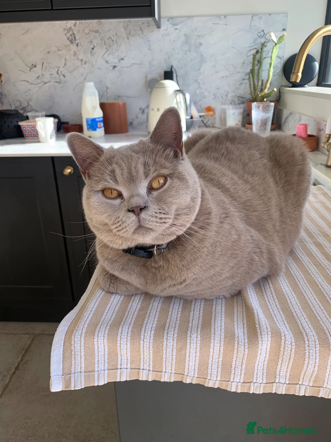 British Shorthair cats for sale: 2 beautiful male cats in Truro - Advert 4