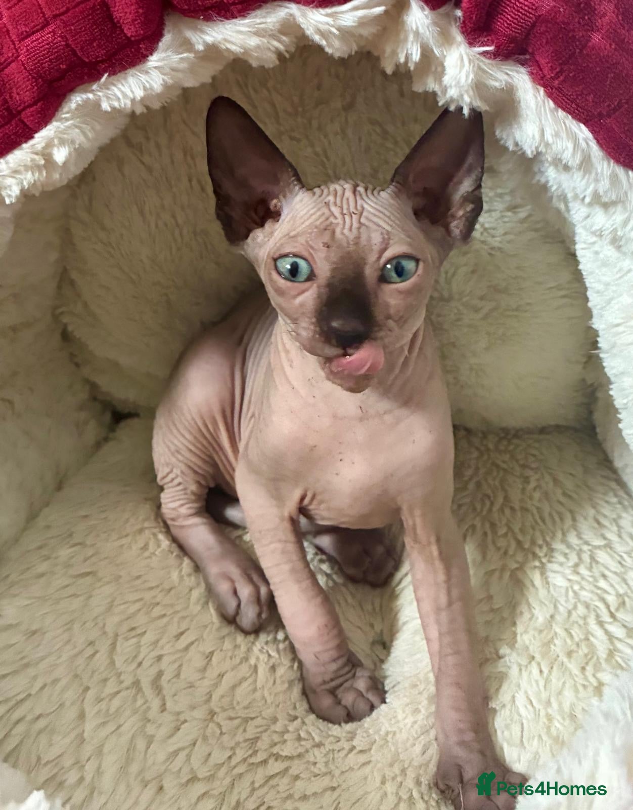 Sphynx cats Blue eyed beautiful baby kitten  - Advert 6