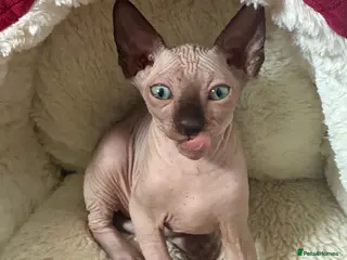 Sphynx cats Blue eyed beautiful baby kitten - Advert 6
