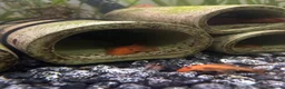 Plecos fish for sale: Super red bristlenose plecos  in Morden - Advert 5