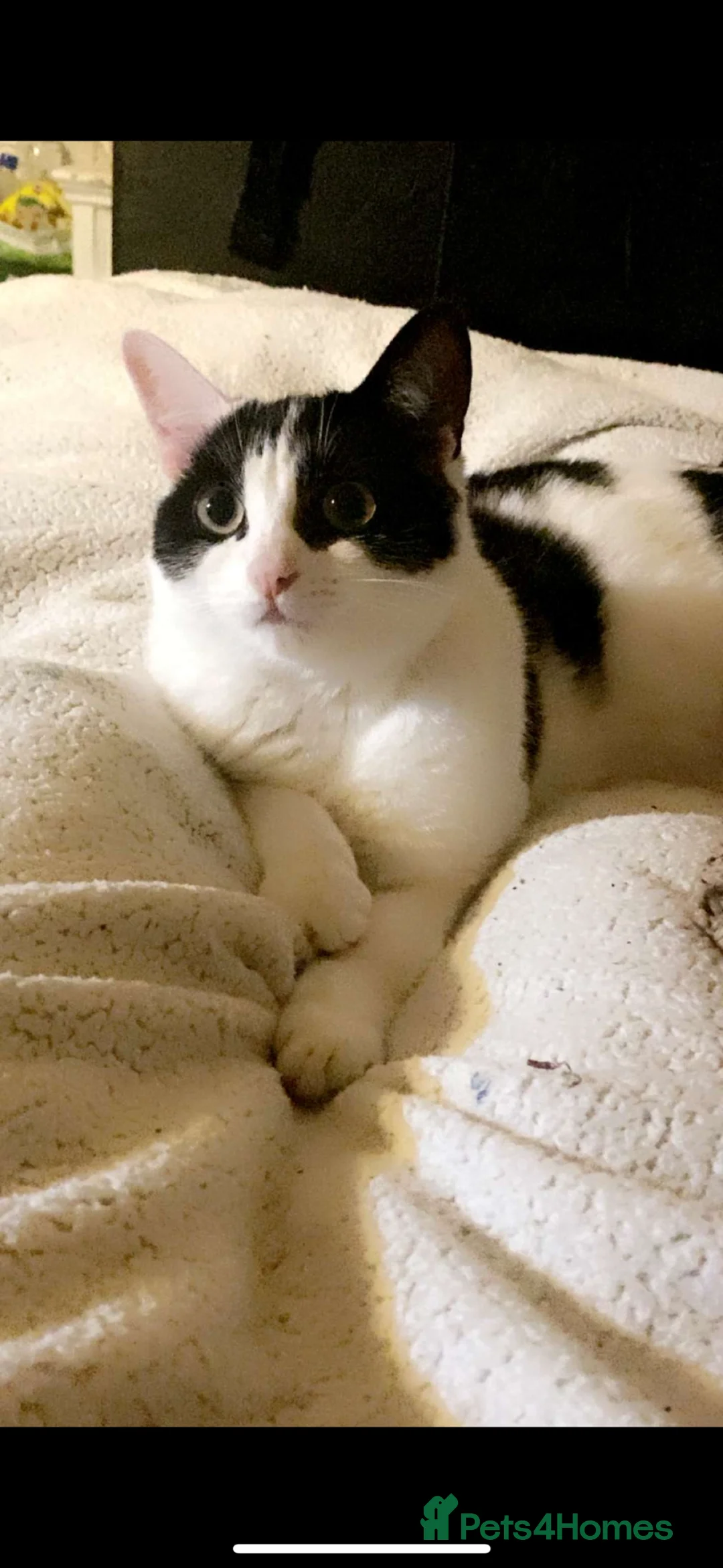 Mixed Breed cats for sale: three beautiful kittens looking for homes - Advert 1