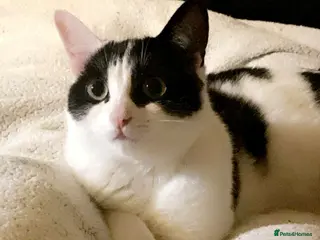 Mixed Breed cats four beautiful kittens looking for homes - Advert 1