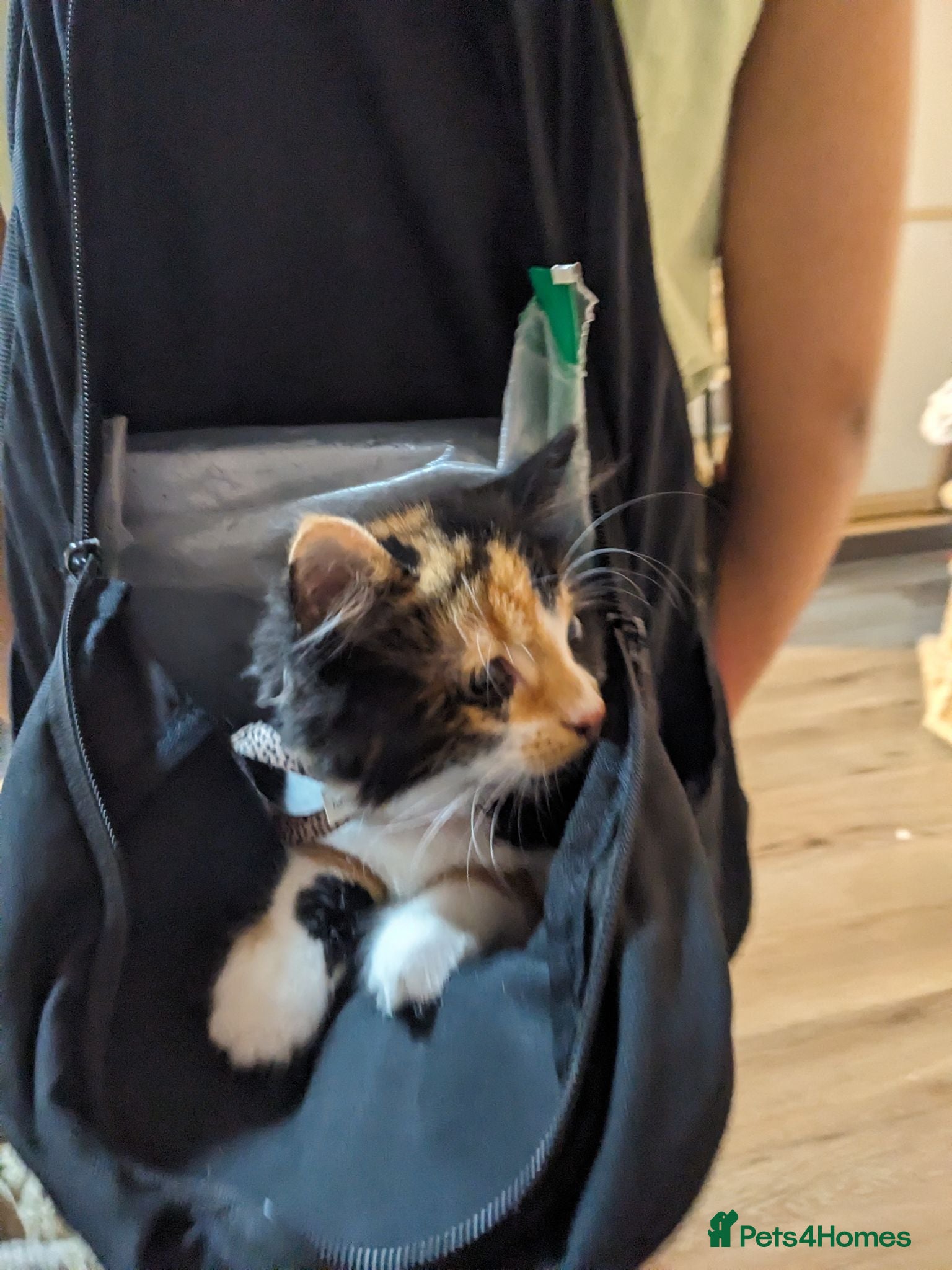 Mixed Breed cats Mimi beautiful timid kitten  - Advert 4