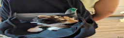 Mixed Breed cats for sale: Mimi beautiful timid kitten  in Leicester - Advert 1