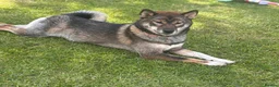 Japanese Shiba Inu dogs for sale: Japanese Shiba Inu  in Edinburgh - Advert 2