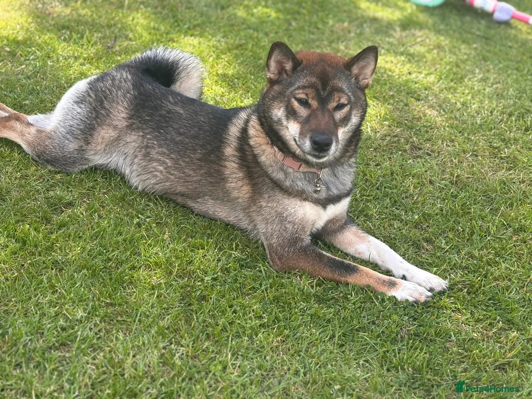 Japanese Shiba Inu dogs for sale: Japanese Shiba Inu  in Edinburgh - Advert 2