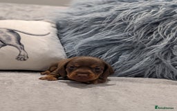 Miniature Dachshund dogs for sale: Adorable little of miniature daschunds  - Image 8