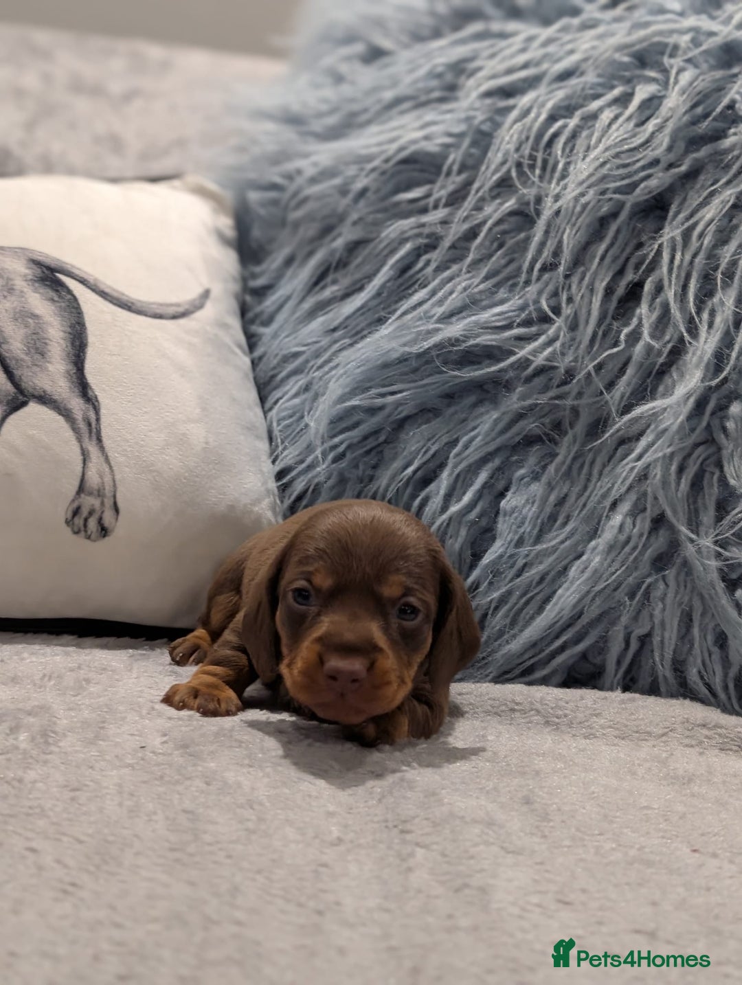 Miniature Dachshund dogs for sale: Adorable little of miniature daschunds  - Image 8