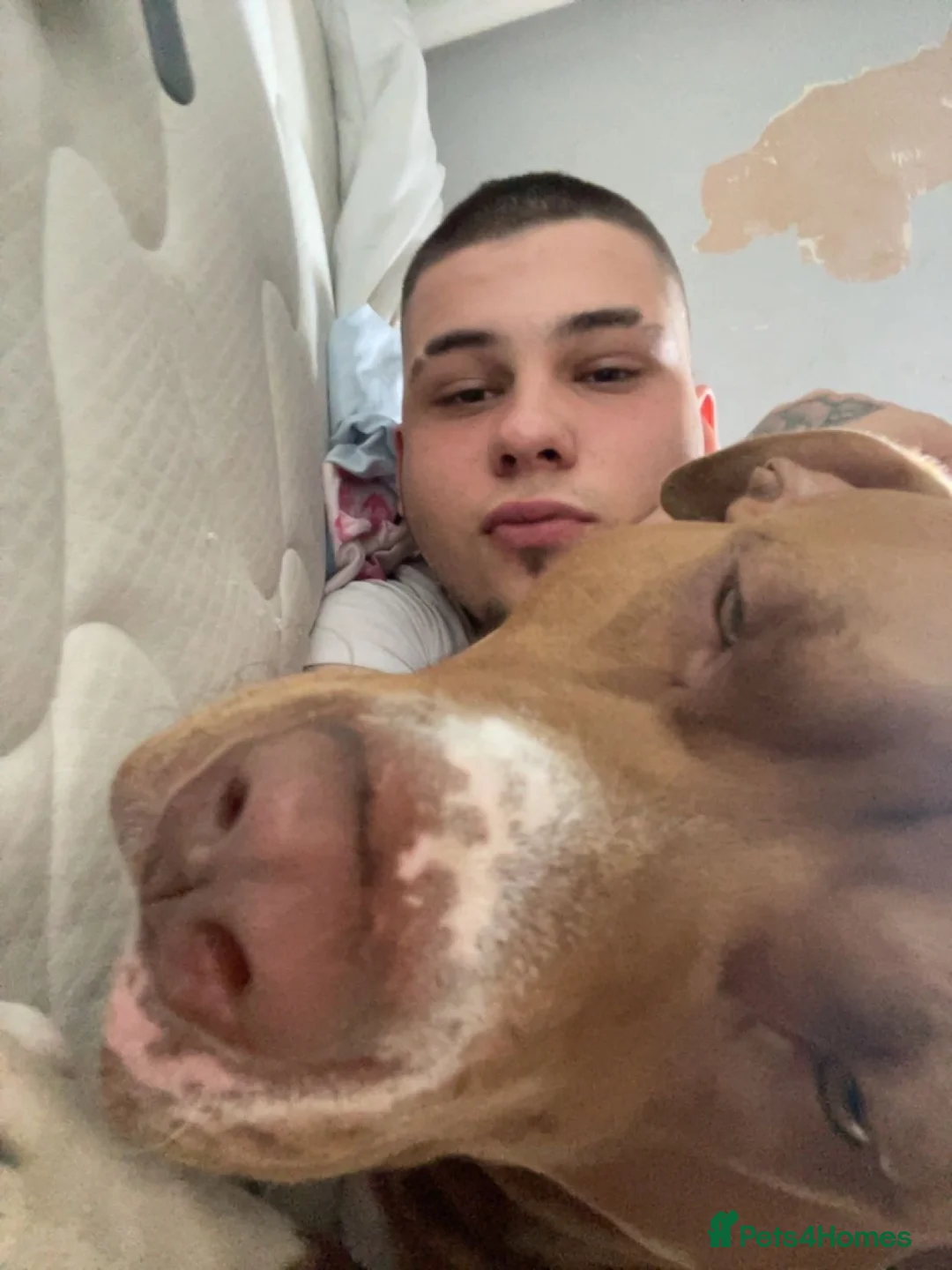 American Bully dogs for stud: Breeding for my boy dazzy in London - Advert 2