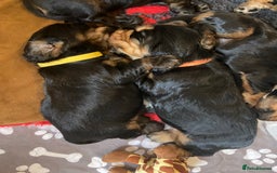 Cocker Spaniel dogs for sale: KC RIZI-BIZI show type European show champ lines - Image 17