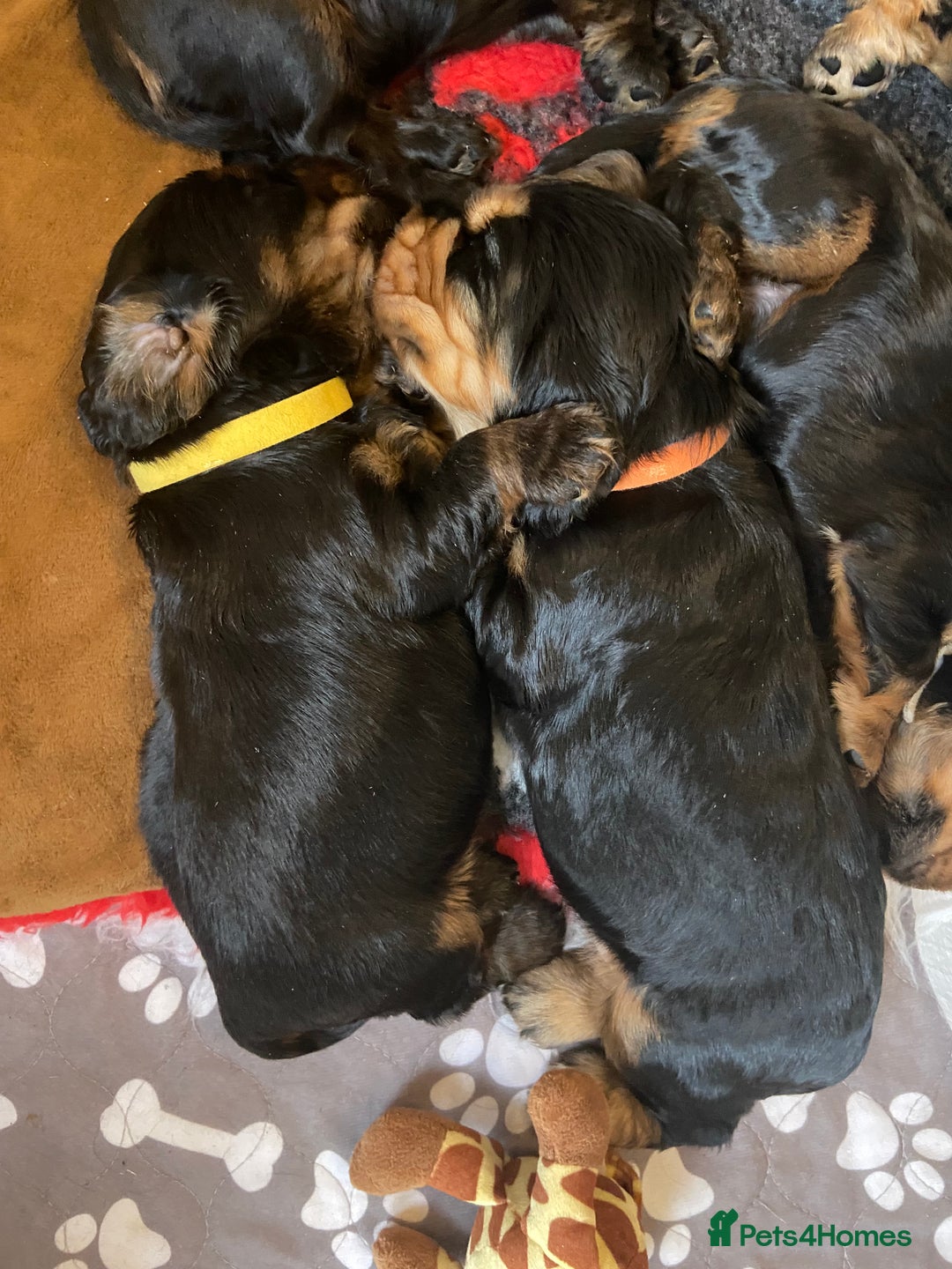 Cocker Spaniel dogs for sale: KC RIZI-BIZI show type European show champ lines - Image 17