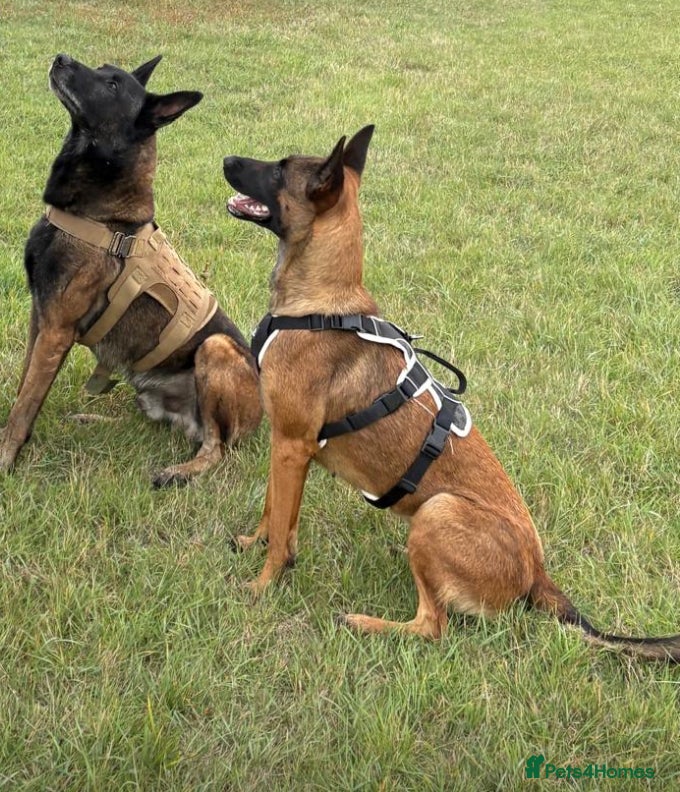 Belgian Shepherd Dog dogs Belgian Mallinois BRN Registered puppies  - Advert 1