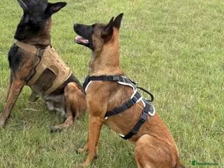 Belgian Shepherd Dog dogs Belgian Mallinois BRN Registered puppies - Advert 11