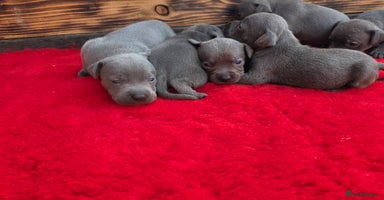 Staffordshire Bull Terrier dogs - Advert 7
