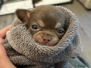 Chihuahua dogs - Advert 18