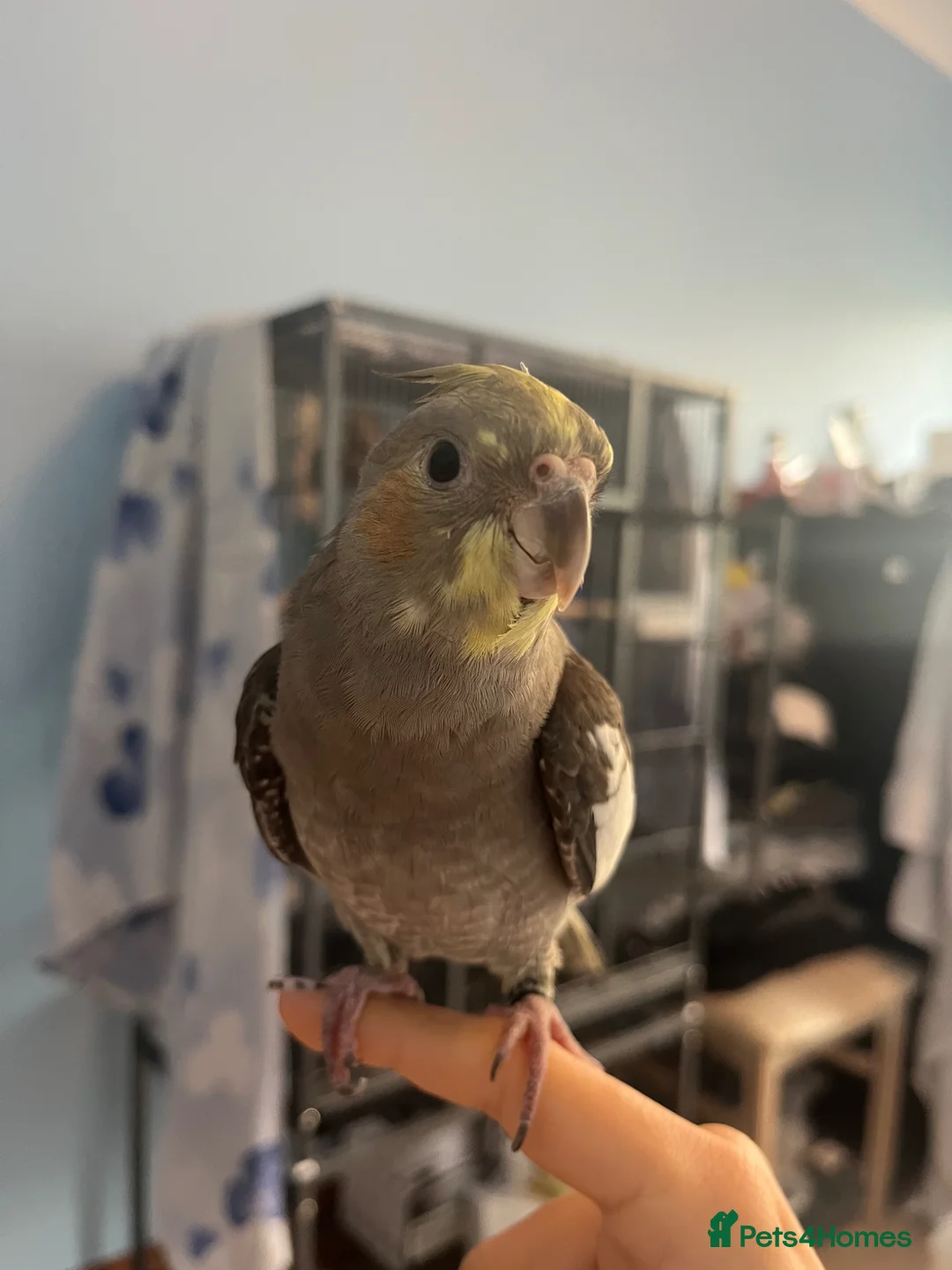 Cockatiels birds for sale: Cockateil for sale in Chepstow - Advert 2