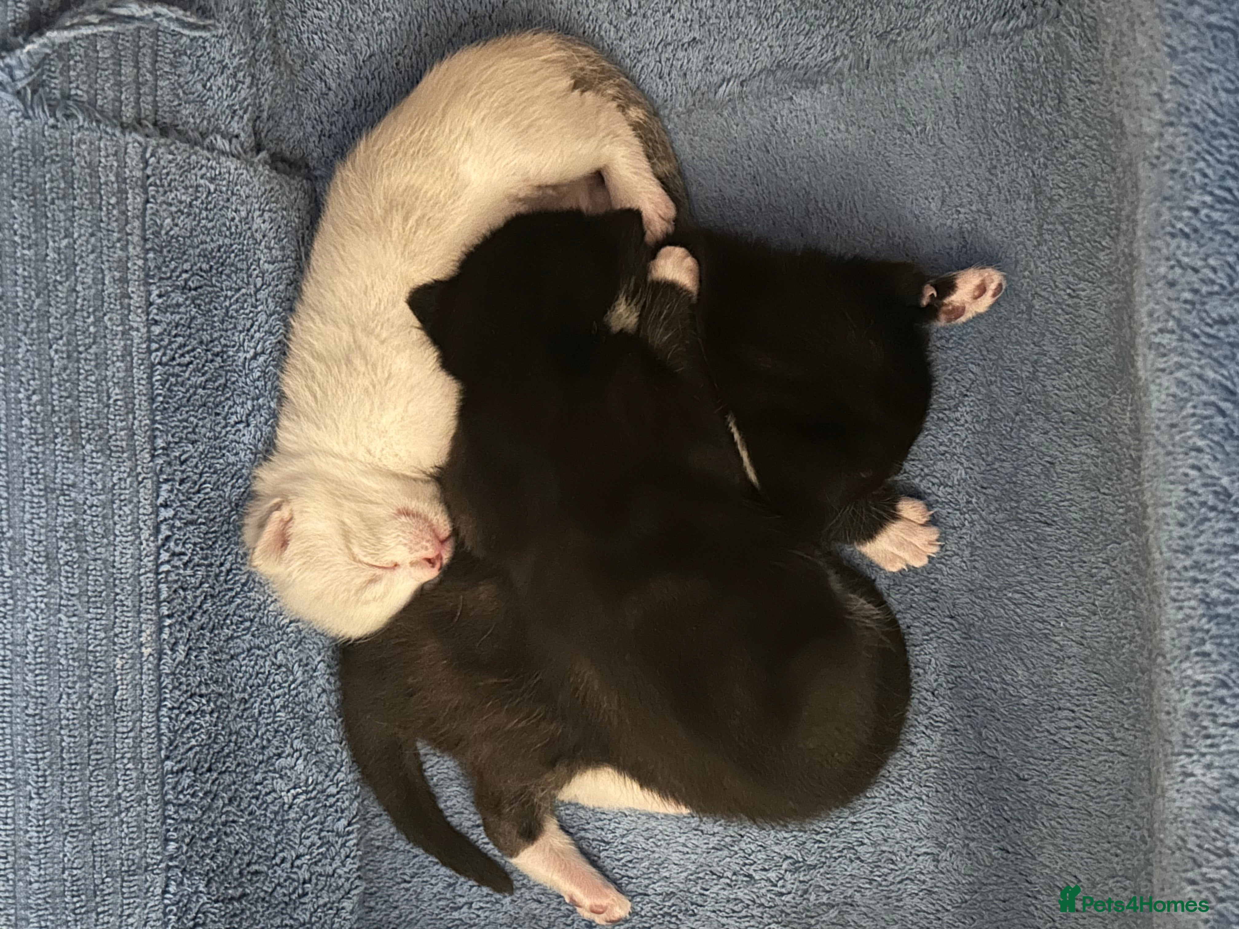 Mixed Breed cats Beautiful kittens for sale  - Advert 3