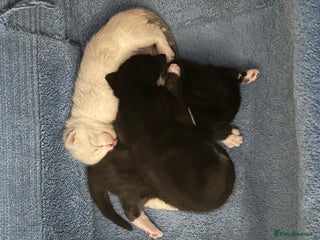 Mixed Breed cats Beautiful kittens for sale - Advert 2