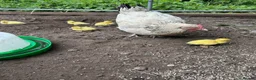 Ducks poultry for sale: Days old Muscovy ducklings  in Wellington - Advert 1