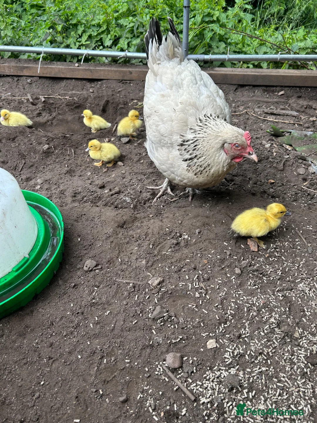 Ducks poultry for sale: Days old Muscovy ducklings  in Wellington - Advert 1