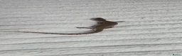 Skink reptiles for sale: 1yo male pink tounge skink  - Advert 4