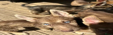 Shepsky 6-orange collar