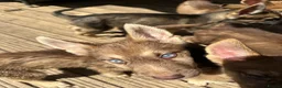 Shepsky dogs for sale: Stunning multi-coloured eyed puppies - Advert 22