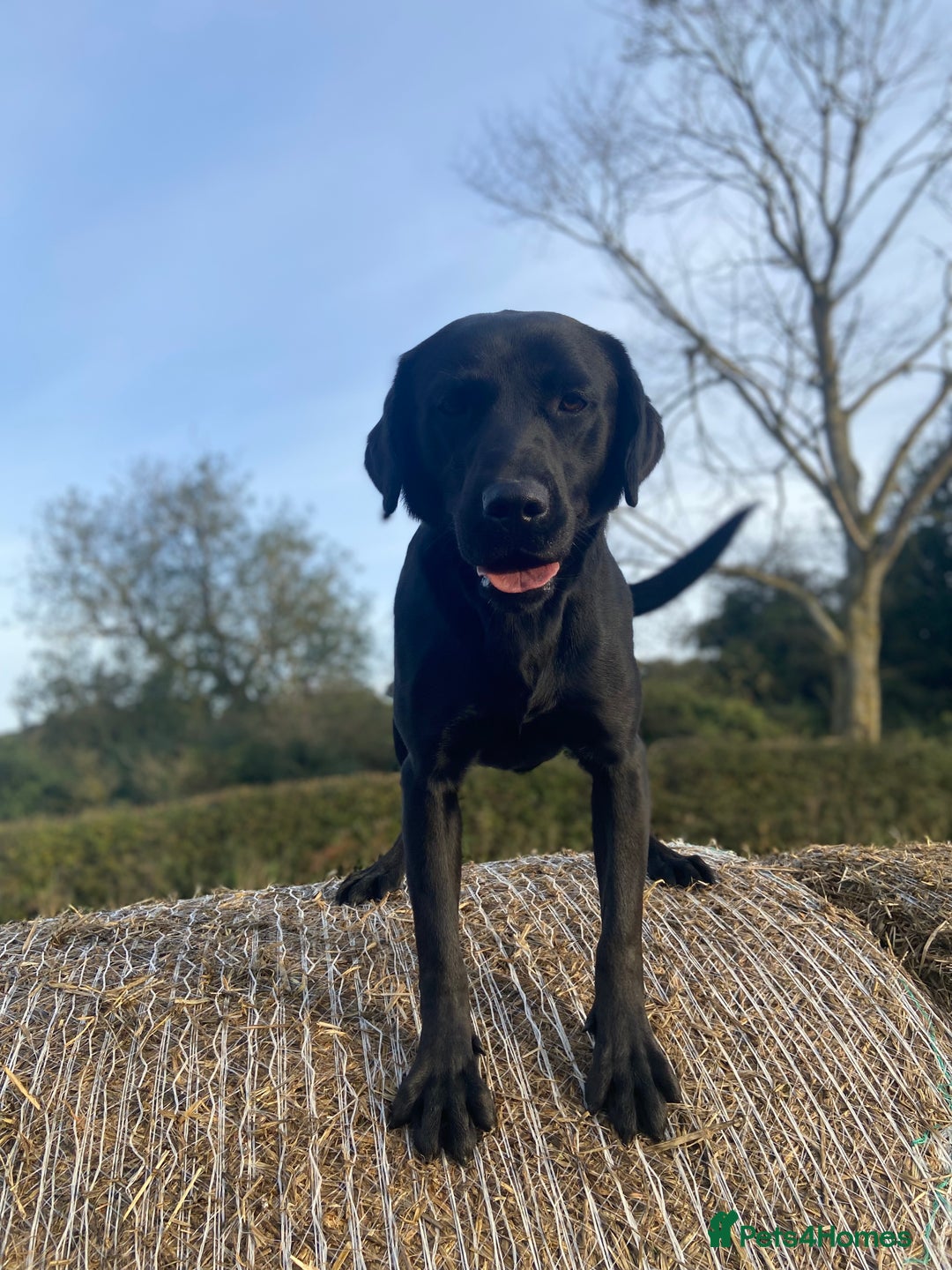 Labrador Retriever dogs for stud: KC Registered Black Lab For Stud in Scarborough - Advert 4