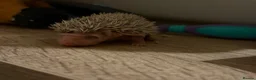 Pygmy Hedgehog rodents for sale: Baby Pygmy Hedgehogs for Sale - Advert 7