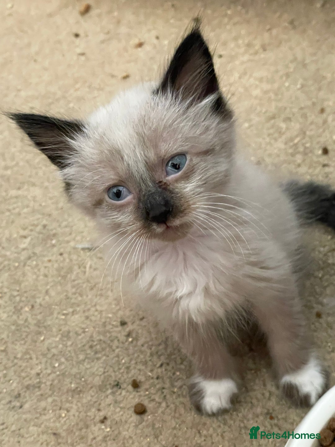 Mixed Breed cats for sale: Ragdoll x maincoon kittens available now - Image 13