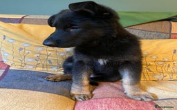 German Shepherd dogs for sale: Beautiful GSD pups ready to go to forever homes in Wallingford - Image 16