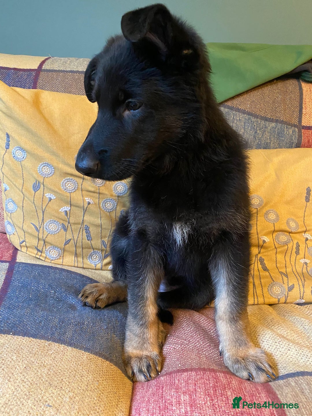 German Shepherd dogs for sale: Beautiful GSD pups ready to go to forever homes in Wallingford - Image 16