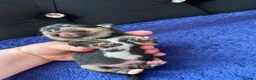 Chihuahua dogs for sale: Chihuahua puppies 3 💙Ánd 2🩷 - Advert 7