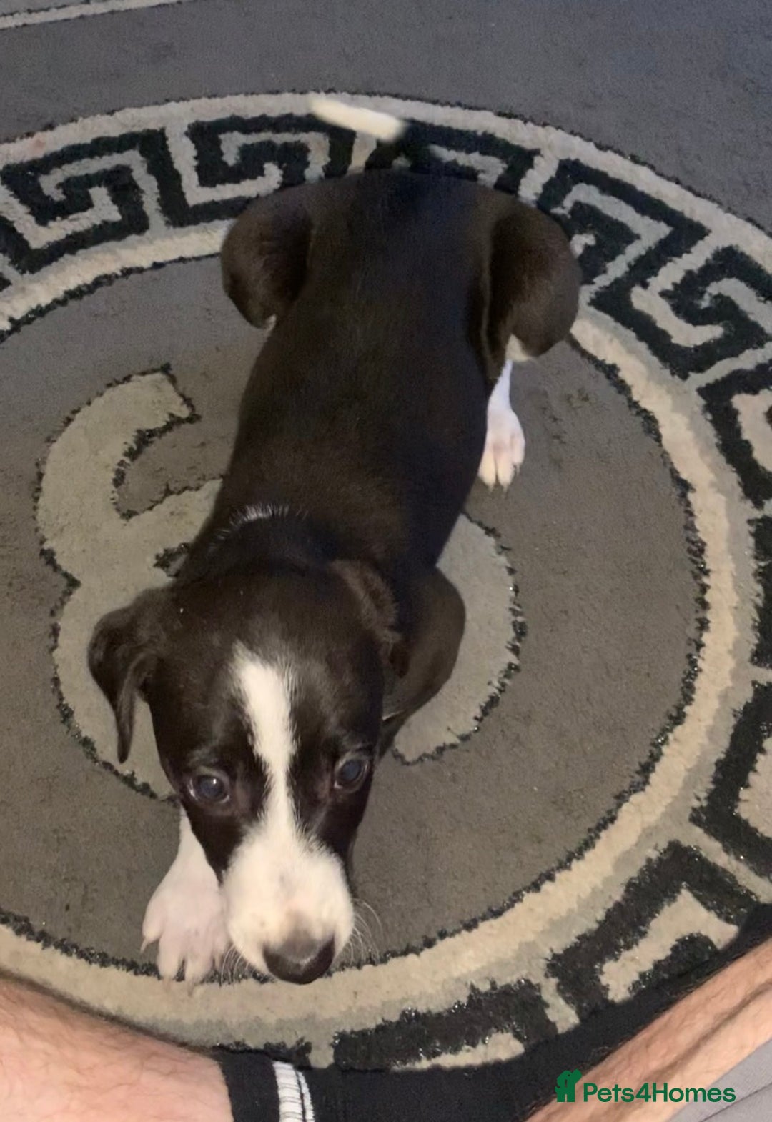 Mixed Breed dogs for sale: Stunning lurcher pup    - Image 1