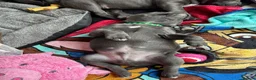 Staffordshire Bull Terrier dogs for sale: Beautiful Staffy Puppies  in Liverpool - Advert 6