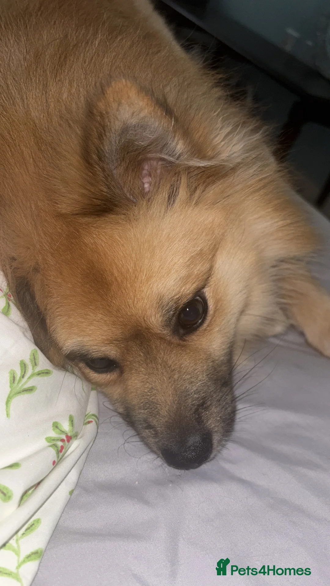 Mixed Breed dogs for sale: Teddy  in Colchester - Advert 2