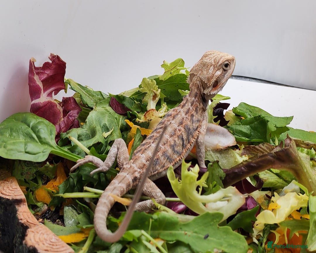 Bearded Dragon reptiles for sale: Bearded dragons hypo blue bar het trans  - Image 13