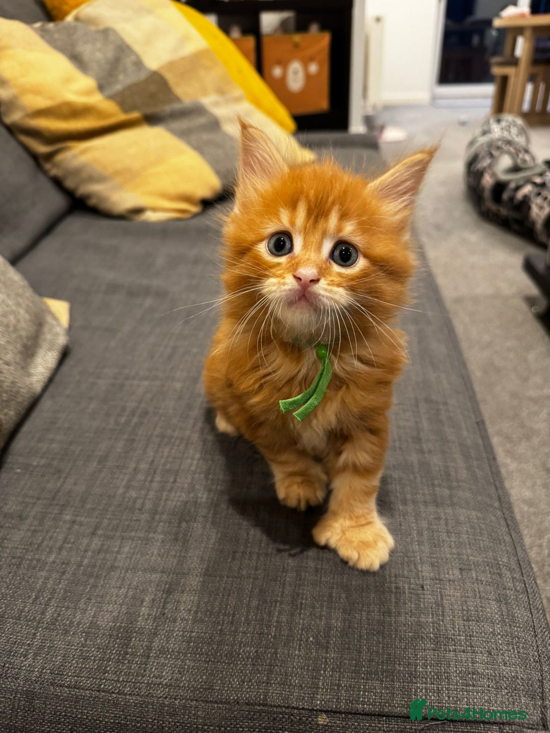 Maine Coon cats for sale: Ginger Polydactyl Main Coon kittens available - Image 17