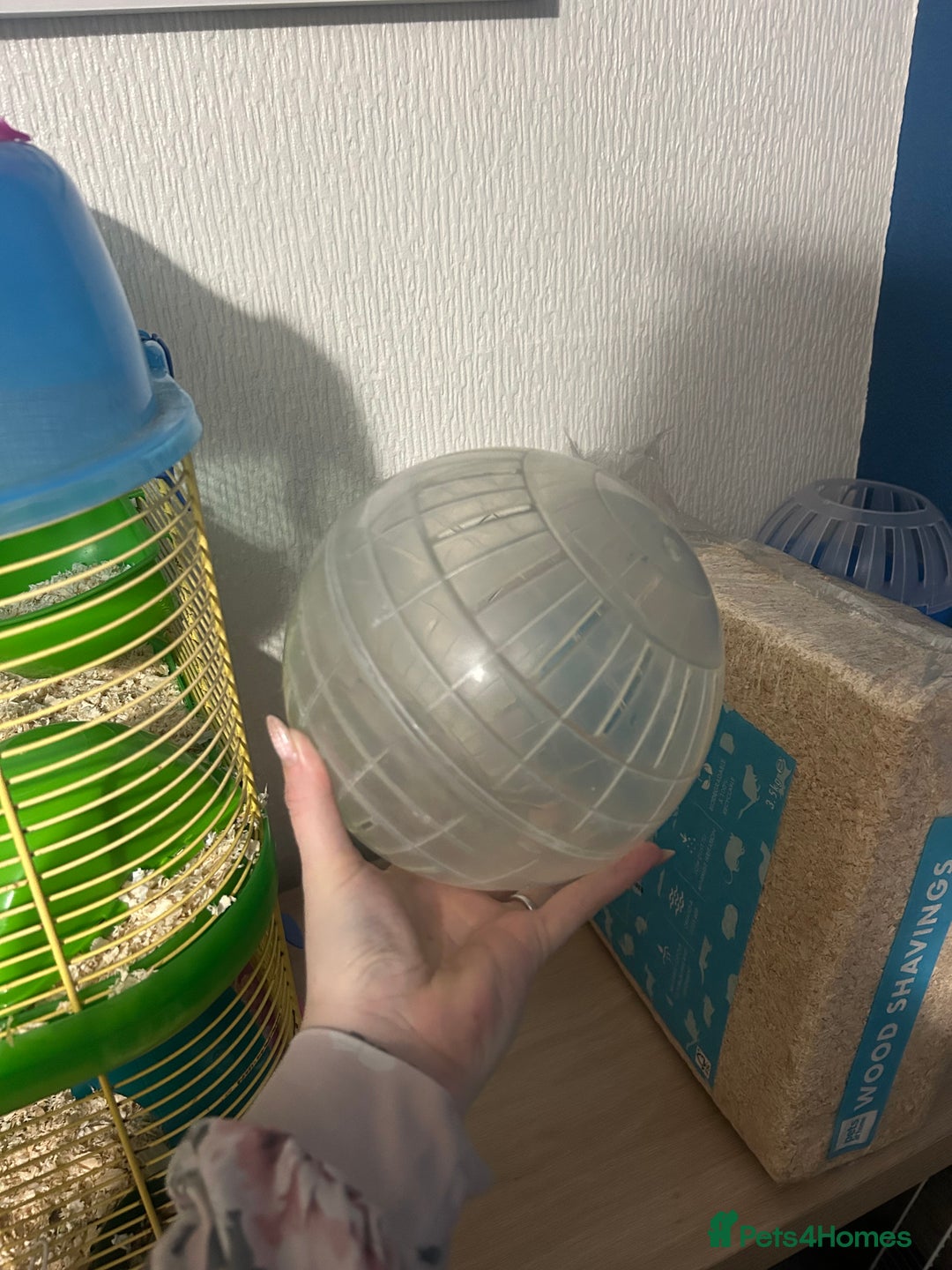 Hamster rodents for sale: Female Syrian Hamster - Advert 8