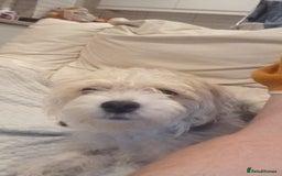 Mixed Breed dogs for sale: Bonnie - Image 2